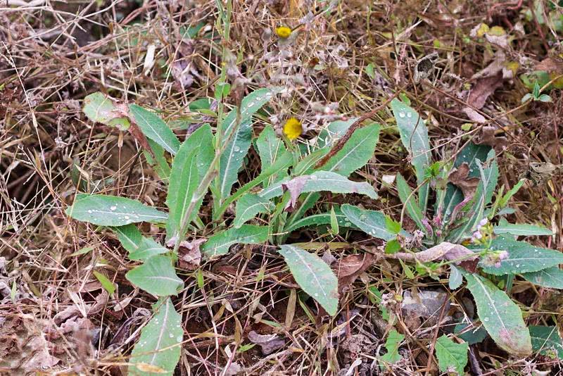 癞蛤蟆|野菜|苦菜_新浪新闻