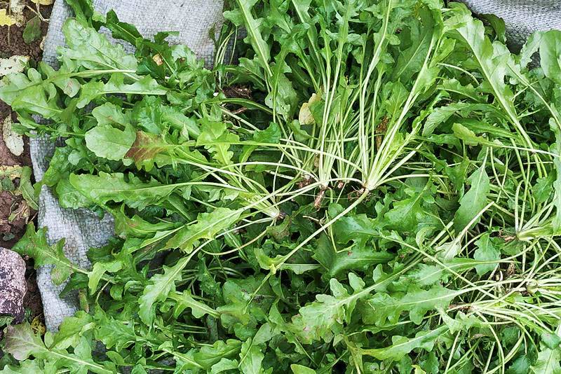 俗称地米菜15元1斤供不应求农民笑了家里有土就能种