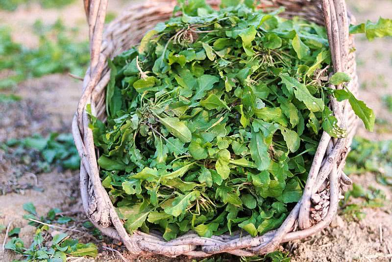 俗称地米菜15元1斤供不应求农民笑了家里有土就能种