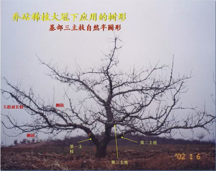 主枝|主干|枝条_新浪新闻