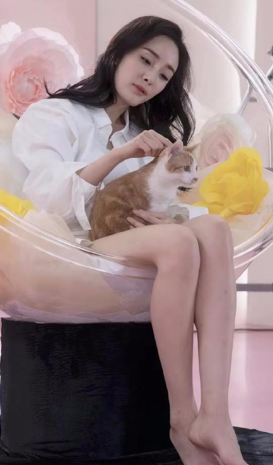 杨幂单身也幸福穿衬衫撸猫暴露长腿美到一根汗毛都不见