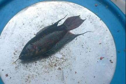 我们叫它"蓑衣鱼",体型不大却很漂亮,10元一条很难买,钓过吗