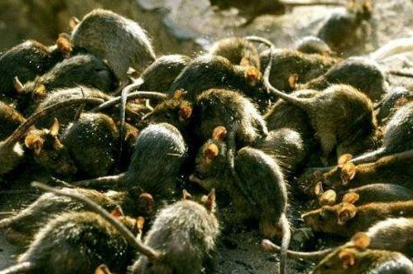 明末大鼠疫的危害有多大,那场灾害究竟有多恐怖?