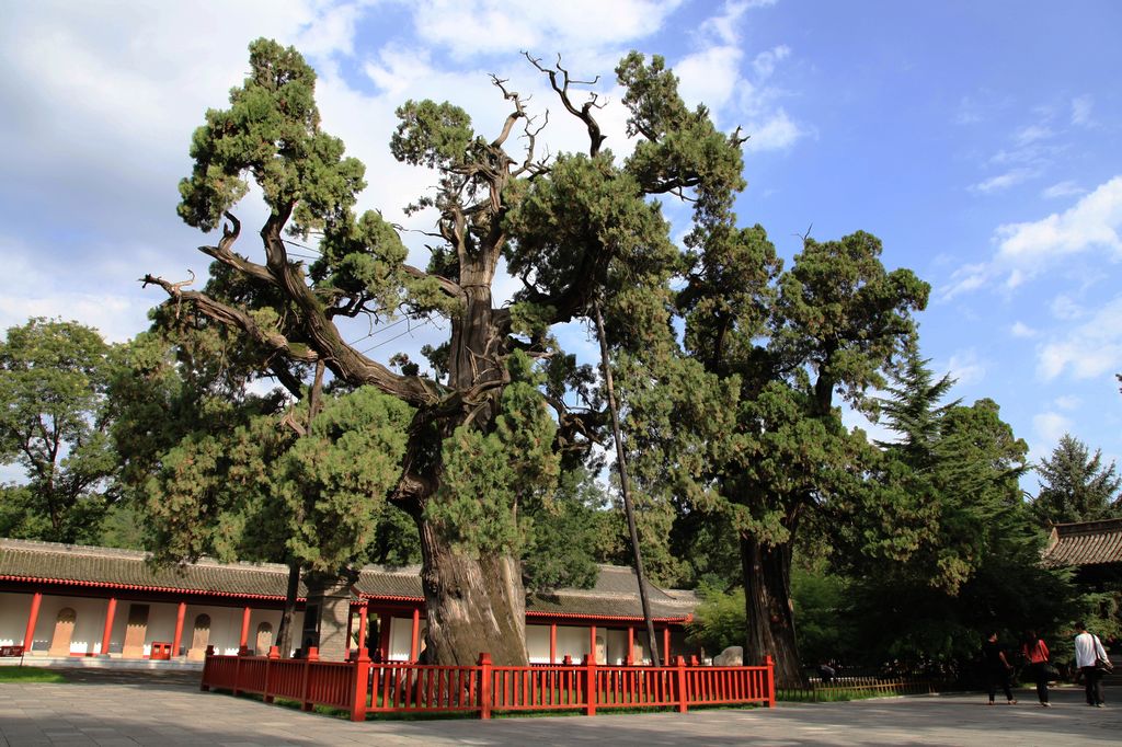老的古柏,被赞誉为"世界柏树之父",凡是到黄帝陵拜谒的海内外炎黄子孙