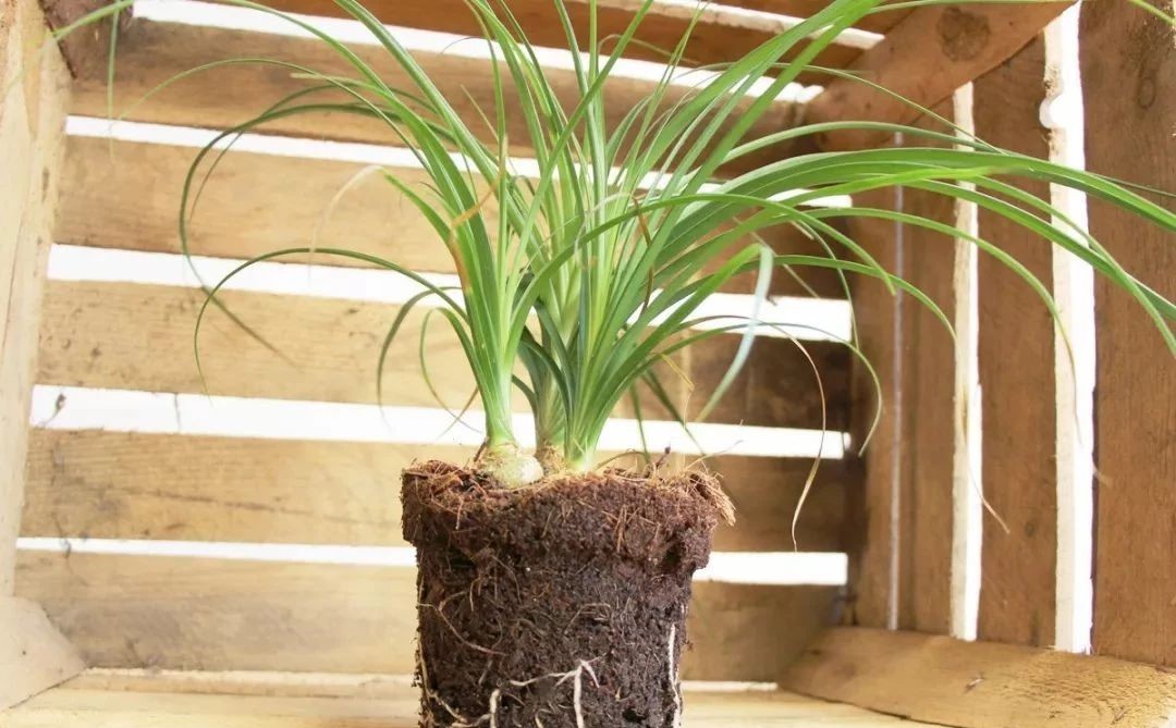 不需要经常照顾的象腿树,长相独特的观叶盆栽