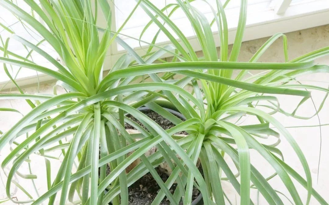 不需要经常照顾的象腿树,长相独特的观叶盆栽