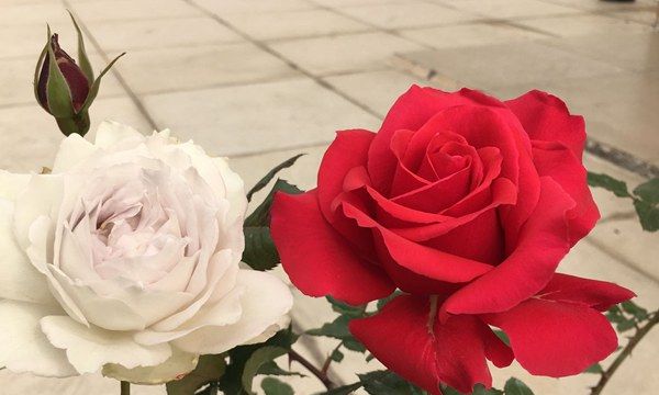 喜欢玫瑰,就养盆"高档玫瑰"米迦勒玫瑰,高贵冷艳,飘香四溢