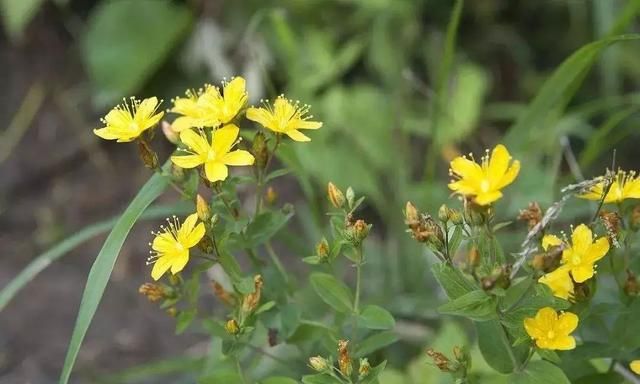 双黄连里有黄连吗?为何简简单单的三味药,却有抗病毒的妙用?