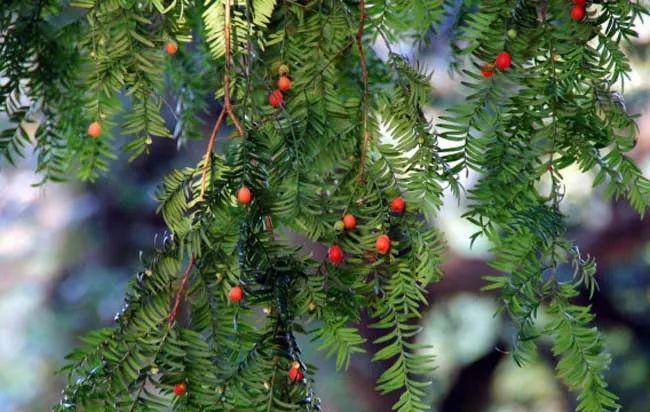 被誉为健康树的红豆杉全身都是宝还能有效杀菌和净化空气