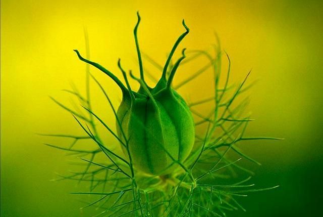 一组华丽的植物微距照片