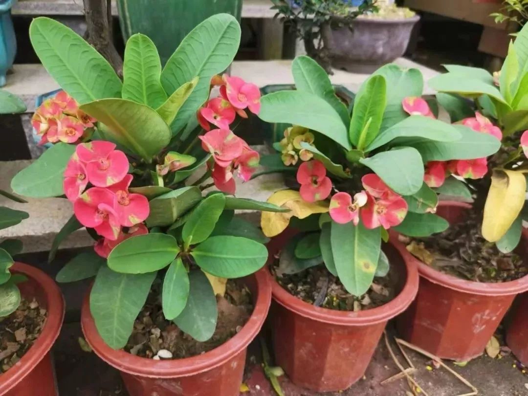 养虎刺梅多年,总结了几个优缺点,你会养这种浑身带刺的植物么?|养护_新浪新闻