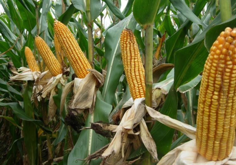 关于种植玉米,玉米倒伏的的几种原因,你都清楚吗?