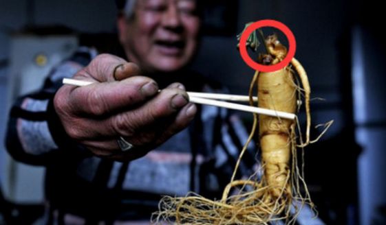 农村大爷家人参泡酒7年,今天打开一瞧竟神奇的开花