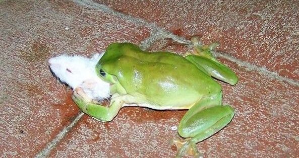 居民在野外发现青蛙活吞毒蛇,看着真是让人觉得触目惊心