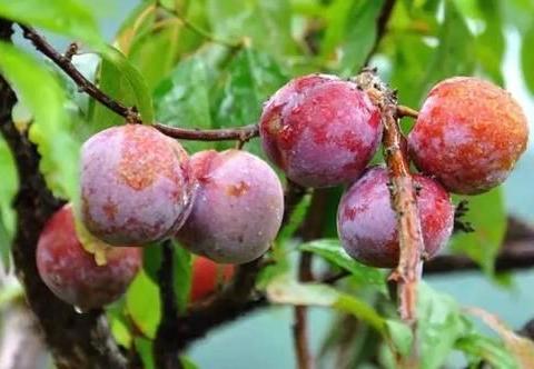 三华李种植管理很重要,开了花结果少?以下几点很重要掌握好|李子树|李树|蚜虫_新浪新闻