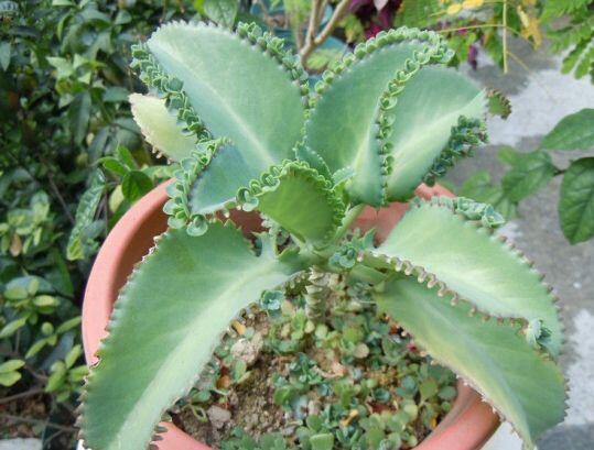 喜欢养花,不如养盆落地生根 ,叶片肥厚多汁边缘有美观的不定芽