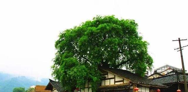 农村俗语“门前不栽竹,房后不栽树”是什么意思?有道理吗?