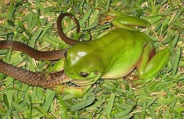 居民在野外发现青蛙活吞毒蛇,看着真是让人觉得触目惊心