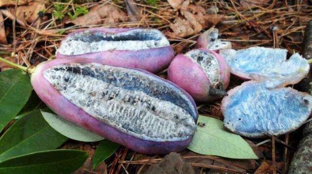 这种水果在日本只有富人吃得起,在中国满山都是,小时候天天吃