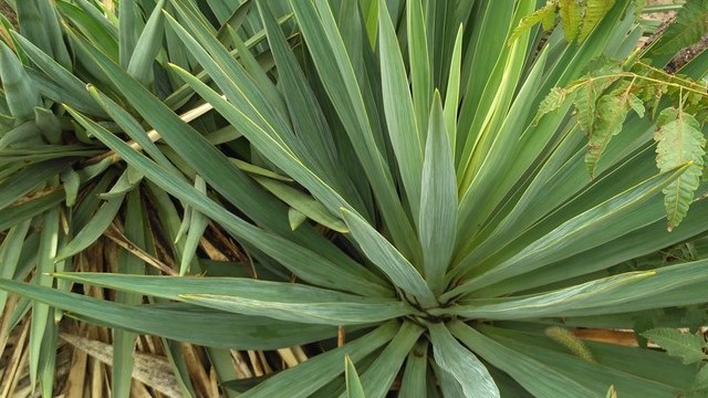 盆栽弯叶丝兰的养护方法