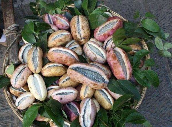 这种水果在日本只有富人吃得起,在中国满山都是,小时候天天吃