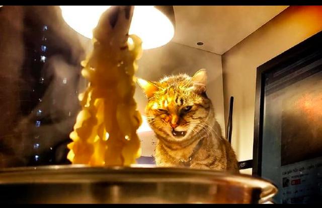 主人每吃一口面条,猫咪都变个表情看着,猫:本噬元兽要放大招了