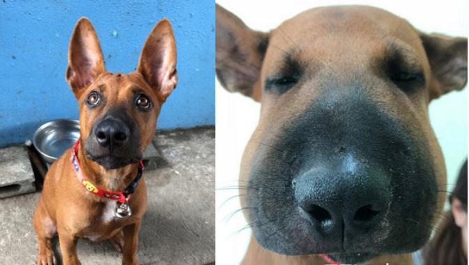 被蛇吻的小黄汪脸肿成猪头眼神死, 网友嘴角失守: 可爱又可怜