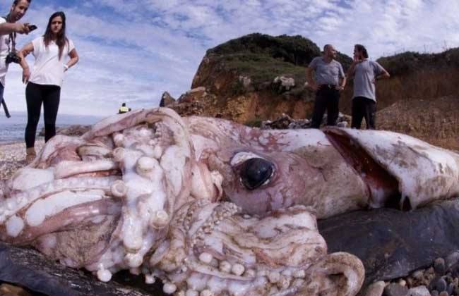 长18米重900斤世界上最大的乌贼你见过吗