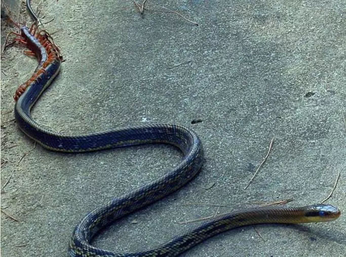 路上发现蜈蚣和蛇大战,黄蜂助攻阵,这场面,实在罕见!|蜈蚣|黄蜂|大战_