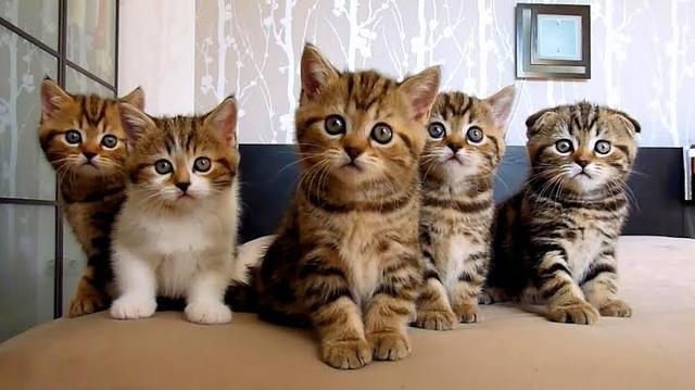 床底多了只猫还生下一窝猫崽,单身男看了满头问号:我喜当爹了?