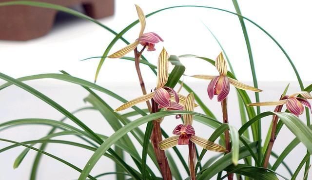 蘭花要想美?該選擇哪種有機(jī)肥?怎樣使用?