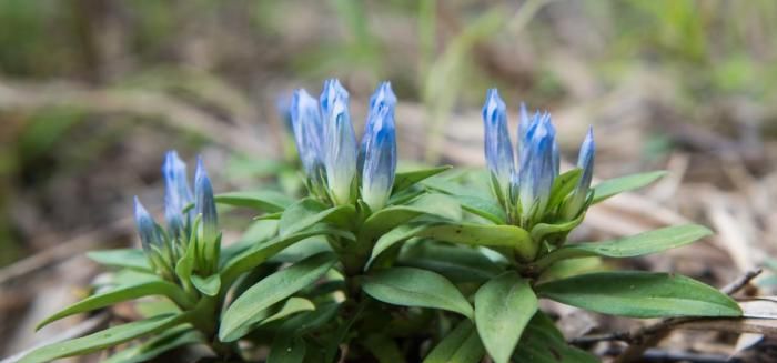 龙胆",珍贵不常见,一斤能卖30元,遇见请珍惜|草药|龙胆|五岭_新浪新闻