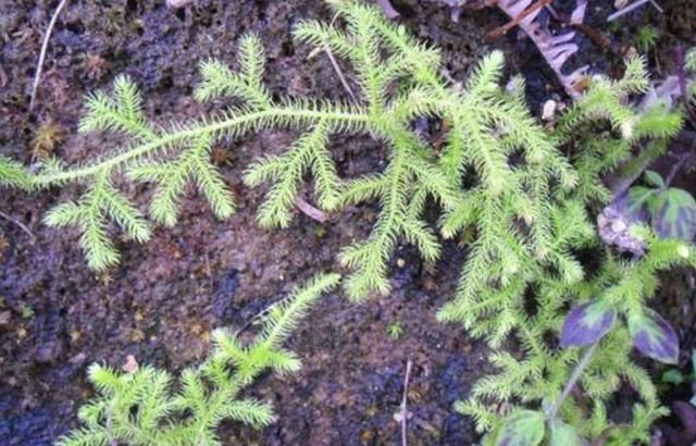 以往叫它"蜈蚣草",枝条有"80厘米长",拔走1棵少1棵|蜈蚣草|蜈蚣|植物