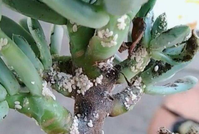 多肉生了蚧壳虫别急教你一招灭绝肉肉水灵灵