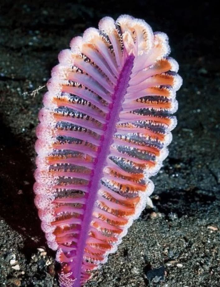 像笔一样的海洋生物,就像是落在海里的羽毛笔,是水螅虫的居所