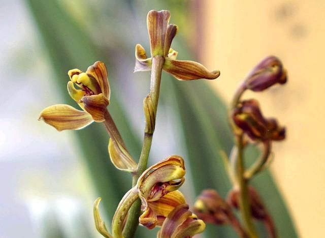 蘭花要想美?該選擇哪種有機(jī)肥?怎樣使用?