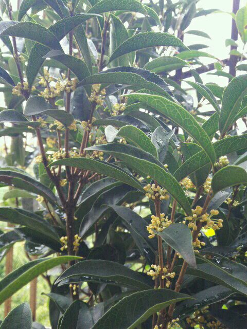 教你养"四季桂",桂花中的精品,"全年"花期,开花香喷喷