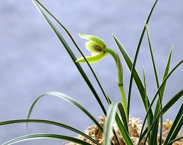 蘭花要想美?該選擇哪種有機(jī)肥?怎樣使用?