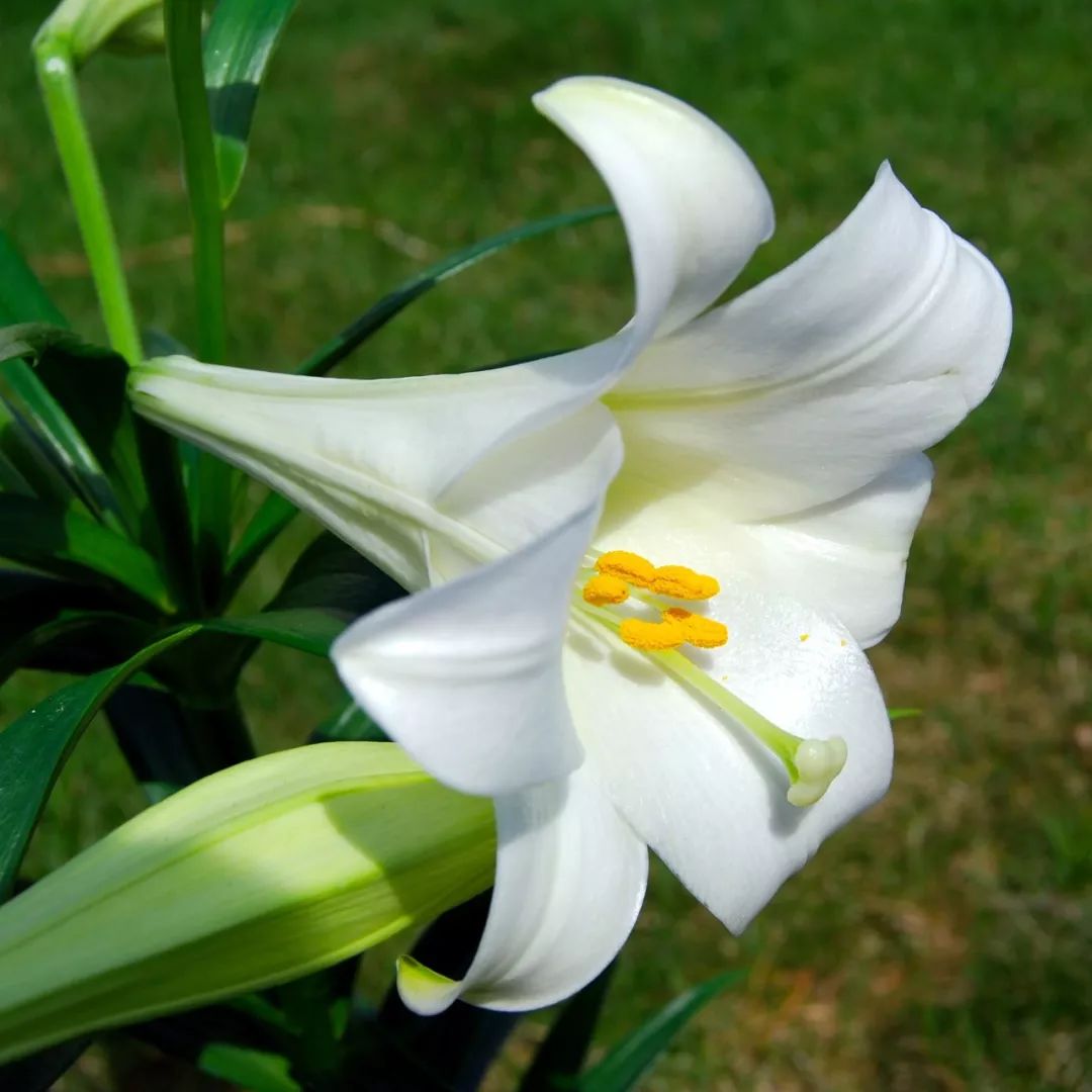 花朵春节清新的麝香百合花,在东西方都备受青睐的球茎花卉