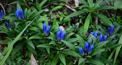 这植物,人称"龙胆",珍贵不常见,一斤能卖30元,遇见请珍惜