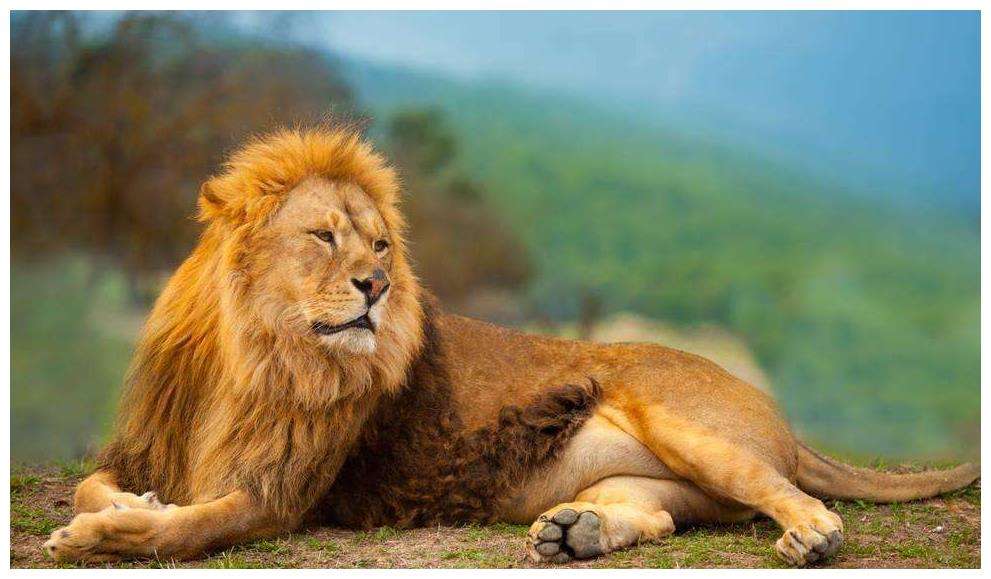 遗迹只剩两个兽爪,游客只能凭空叹息了|斯里兰卡|狮子岩|卡西雅伯