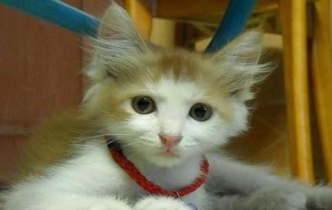 猫咪耳毛长了需要剪掉吗 千万别 这是人家的 聪明毛 猫咪耳毛长了需要剪掉吗 千万别 这是人家的 聪明毛