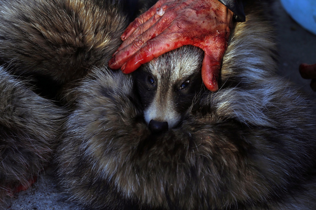 以前,人们常用"狐狸的眼泪"来表示一个人虚情假意的悲伤.