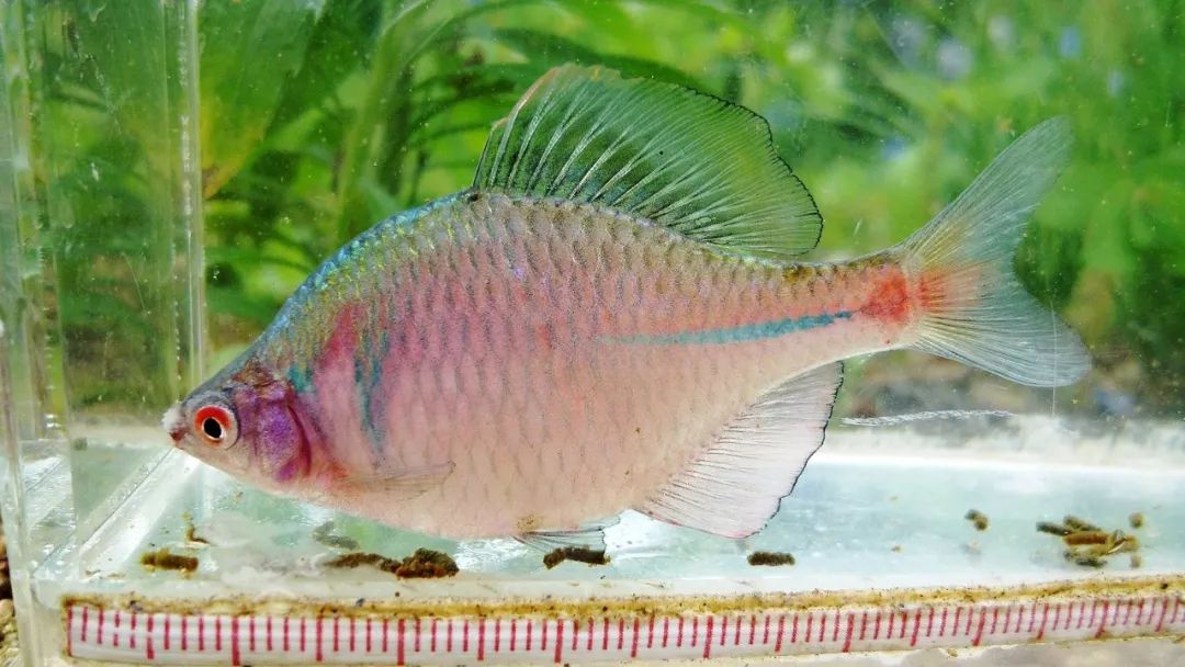 叫人家屎光皮,是有多大的恶意啊!|雄鱼|亚科_新浪新闻