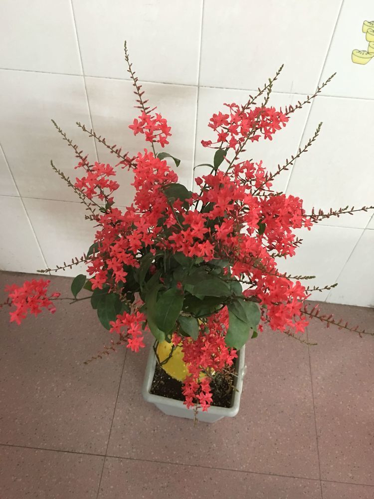 喜欢菊花,就养盆"菊中珍品"硫华菊,花开野性美,阳台变花海