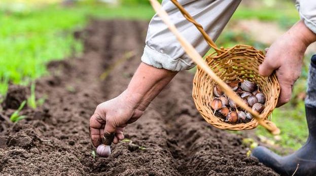 种植大蒜,冬季大蒜怎样进行田间管理?大蒜冬季的田间管理技术