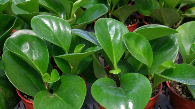 绿植圆叶椒草的养护方法