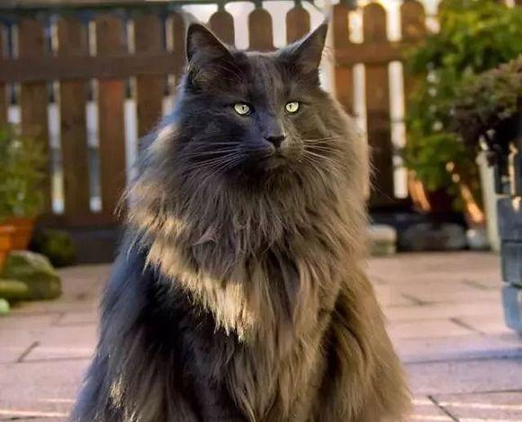 挪威森林猫西伯利亚森林猫你知道长什么样吗