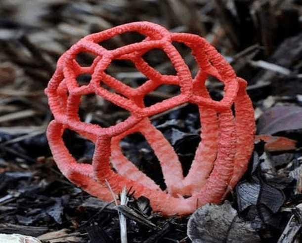 红笼头菌,它可是一种腐生真菌,以腐烂木质食物为食物,看上去是不是