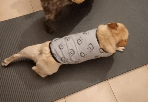 侧滚拉筋神复制地板动作